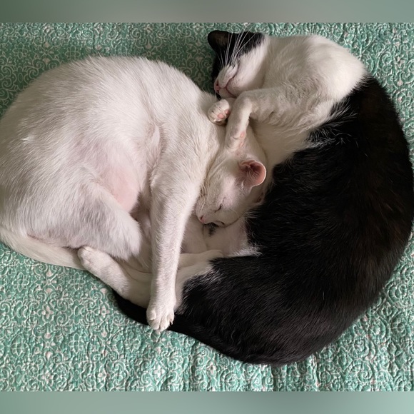 Meet your Posher, Amy - Picture 9 of 16